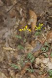 Yellow Fumewort, Corydalis flavula