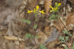 Yellow Fumewort