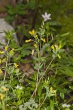 Yellow Fumewort, Corydalis flavula