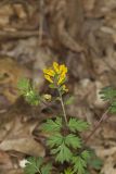 Yellow Fumewort, Corydalis flavula