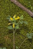 Yellow Fumewort, Corydalis flavula