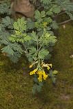 Yellow Fumewort, Corydalis flavula