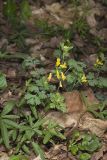 Yellow Fumewort, Corydalis flavula