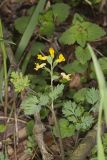 Yellow Fumewort, Corydalis flavula