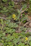 Yellow Fumewort, Corydalis flavula
