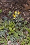 Yellow Fumewort, Corydalis flavula