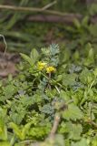 Yellow Fumewort, Corydalis flavula