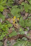 Yellow Fumewort, Corydalis flavula