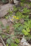 Yellow Fumewort, Corydalis flavula