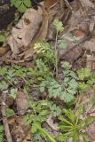 Yellow Fumewort, Corydalis flavula
