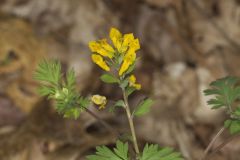 Yellow Fumewort, Corydalis flavula