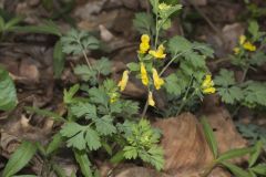 Yellow Fumewort, Corydalis flavula
