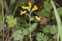 Yellow Fumewort, Corydalis flavula