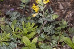 Yellow Fumewort, Corydalis flavula