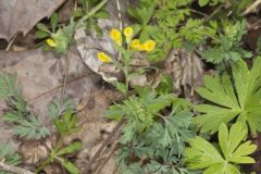 Yellow Fumewort, Corydalis flavula