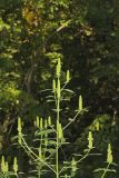 Yellow Giant Hyssop, Agastache nepetoides