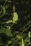 Yellow Giant Hyssop, Agastache nepetoides