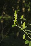 Yellow Giant Hyssop, Agastache nepetoides