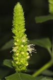 Yellow Giant Hyssop, Agastache nepetoides