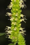 Yellow Giant Hyssop, Agastache nepetoides