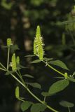 Yellow Giant Hyssop, Agastache nepetoides