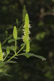 Yellow Giant Hyssop, Agastache nepetoides