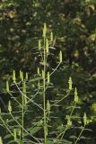 Yellow Giant Hyssop, Agastache nepetoides