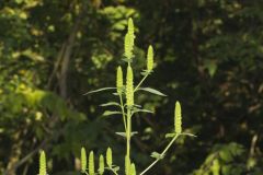 Yellow Giant Hyssop, Agastache nepetoides
