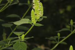Yellow Giant Hyssop, Agastache nepetoides