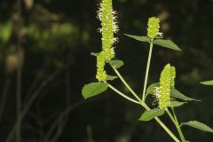 Yellow Giant Hyssop, Agastache nepetoides