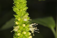 Yellow Giant Hyssop, Agastache nepetoides