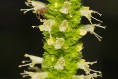 Yellow Giant Hyssop, Agastache nepetoides