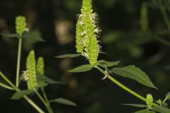 Yellow Giant Hyssop, Agastache nepetoides