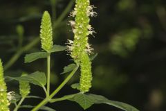 Yellow Giant Hyssop, Agastache nepetoides
