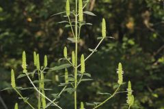 Yellow Giant Hyssop, Agastache nepetoides