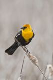Yellow-headed Blackbird, Xanthocephalus xanthocephalus