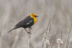 Yellow-headed Blackbird, Xanthocephalus xanthocephalus