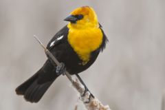 Yellow-headed Blackbird, Xanthocephalus xanthocephalus