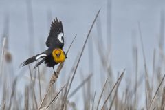 Yellow-headed Blackbird, Xanthocephalus xanthocephalus