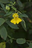Yellow Jewelweed, Impatiens pallida