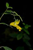 Yellow Jewelweed, Impatiens pallida