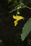 Yellow Jewelweed, Impatiens pallida