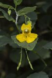 Yellow Jewelweed, Impatiens pallida