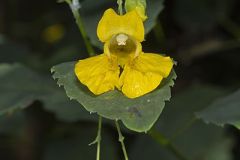 Balsaminaceae, Touch-me-not Family