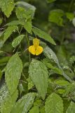 Yellow Jewelweed, Impatiens pallida