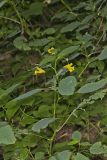 Yellow Jewelweed, Impatiens pallida