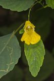 Yellow Jewelweed, Impatiens pallida