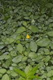 Yellow Jewelweed, Impatiens pallida