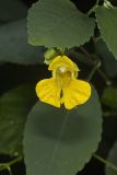 Yellow Jewelweed, Impatiens pallida