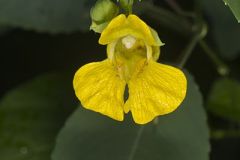 Yellow Jewelweed